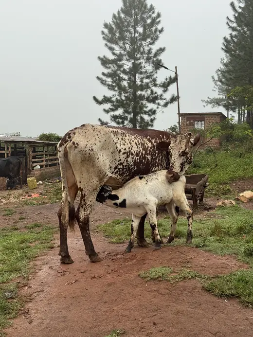 Faith with Baby Goats