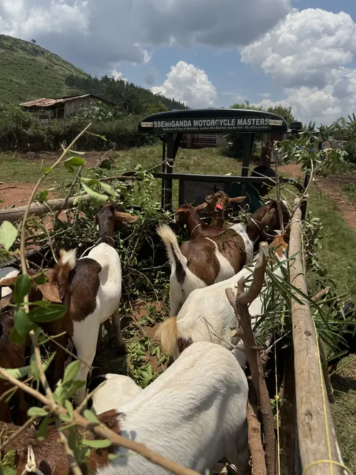 Goats Sold